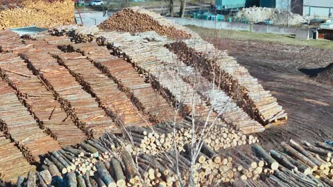 Massive stacks of cut timber logs sorted in rows at industrial lumber yard Stock Footage 312383813