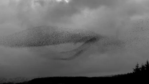 Massive Starling murmuration against dark clouds in the evening sky a Tarn Stock Footage 94004752