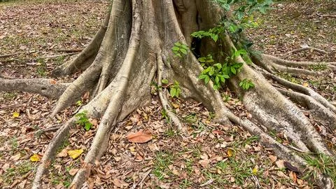 Massive surface roots of a banyan tree (Ficus benghalensis) in a tropical park Stock Photos