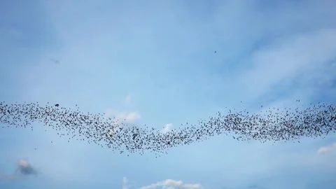 Massive Swarm of Bats in Flight, Aerial View Stock Footage 310921014