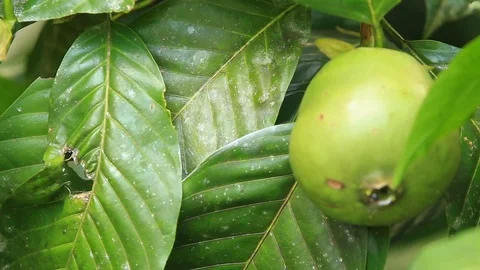 Massive tarantula spotted emerging from the lush leaves of a pomelo Stock Footage 128430436