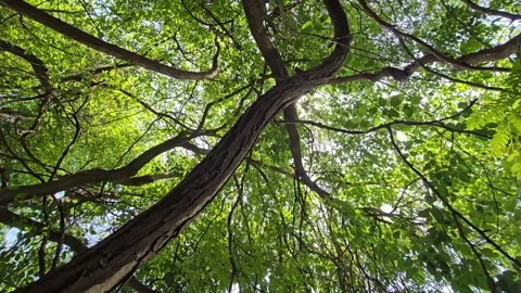 A massive, textured tree branch arches overhead in a low-angle shot. Winding lia Stock Footage 338287948