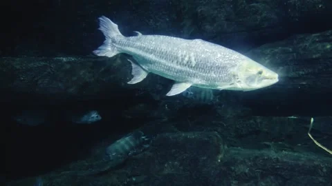 A massive tigerfish (Goliath) swims powerfully in a large oceanarium aquarium Stock Footage 313062277