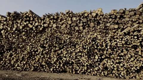 Massive timber log pile stacked at lumberyard under clear sky in forest region Stock Footage 310538293