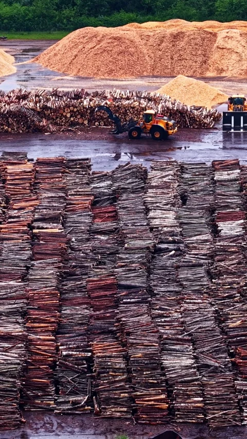 Massive Timber Log Yard and Wheel Loader at Latvia Stora Enso Sawmill. Stock Footage 336735828