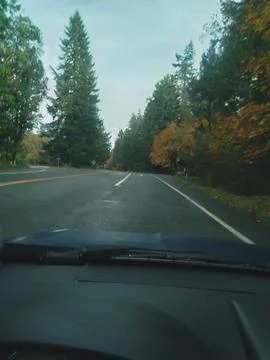 Massive towering trees lining a road in Cave Junction, Oregon Stock Photos