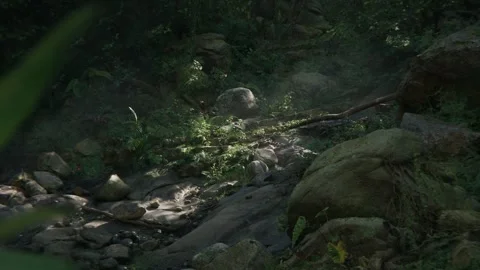 Massive Tree In Amazonian Forest Deep Jungle Stock Footage 259695054