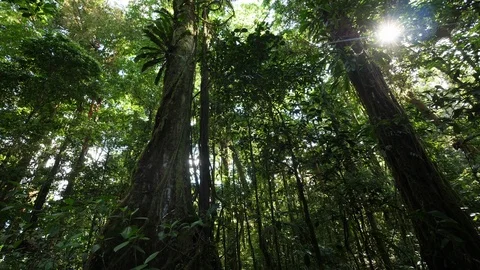 Massive tree in amazonian forest French Guiana. Deep jungle, sunlight day time Stock Footage 95482096