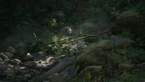 Massive Tree In Amazonian Forest Sunlight Day Time Stock Footage 259697415