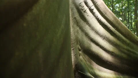 Massive Tree Buttress Roots Stock Footage 195279029