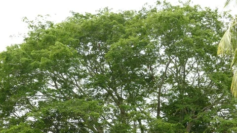 Massive tree in Central America with a few Scarlet Macaws in it - 24fps 1080p Stock-Footage 104122887