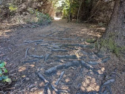 A massive tree with exposed roots dominates a shaded forest path 库存照片