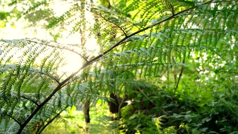 Massive tree fern in forest backlit by warm sunset Stock Footage 317993901