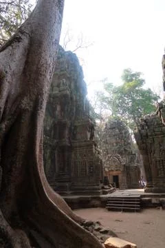 Massive tree overlooking beautiful ancient khmer city angkor wat, cambodia with Stock Photos