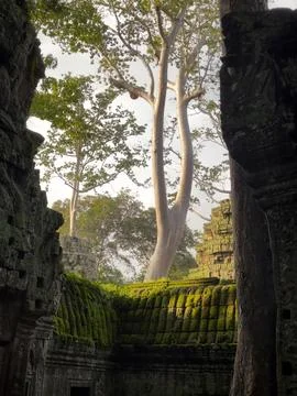 Massive Tree Rising Above Ancient Moss Covered Ta Prohm Temple Ruins Фото