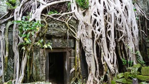 Massive tree root growing on Ta Prohm Temple Stock Photos