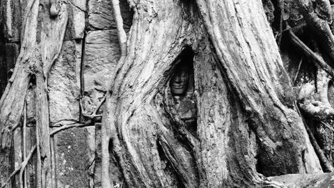 Massive Tree Root Growing on Temple, Angkor Wat Stock Photos