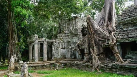 Massive Tree Root Growing on Temple, Angkor Wat Stock Photos