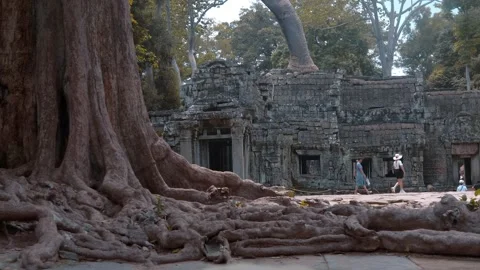 Massive tree roots against the background of an ancient Khmer Buddhist temple Stock Footage 318706119