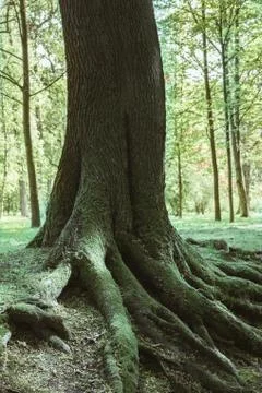 Massive tree roots in forest coated with moss in selenium tone Stock Photos