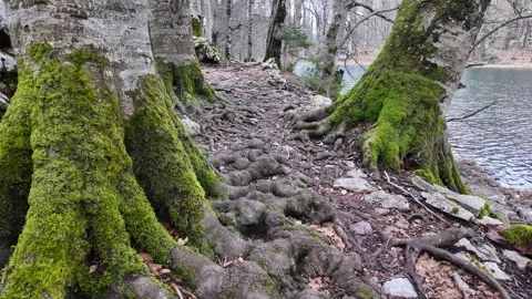 Massive tree roots from the ground near a lake. Stock Footage 317640401