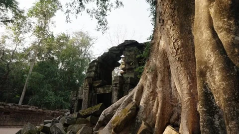 Massive tree roots growing around ancient temple ruins at Angkor Wat Stock Footage 335276360