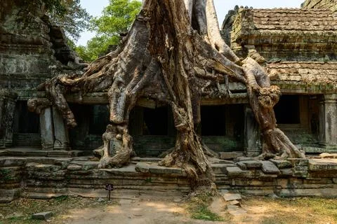 Massive tree roots over Preah Khan temple ruins Stock Photos