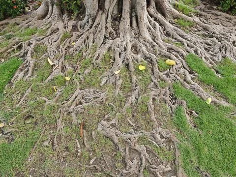 Massive tree roots sprawling through green grass with scattered yellow leav.. Stock Photos