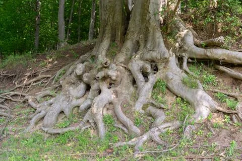 Massive Tree Roots Spreading Across Forest Floor.. Stock Photos