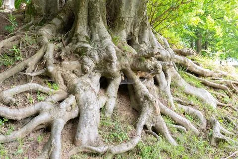 Massive Tree Roots Spreading Across Forest Floor.. Stock Photos