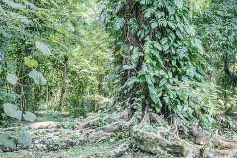 Massive Tree Roots with Tropical Climbing Leaves Stock Photos