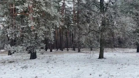 Massive tree in snow cover. Stock Footage 172198761