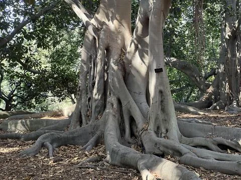 Massive Tree With Sprawling Roots Creates a Serene Atmosphere in the Forest Foto stock