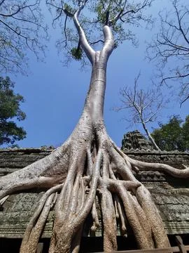 Massive tree with sprawling roots growing over ancient temple ruins in Camb.. Stock-Fotos