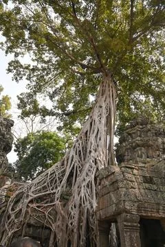 Massive tree with sprawling roots growing over ancient temple ruins Stock Photos