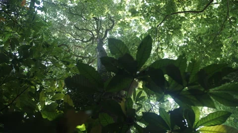 Massive Tree Towering above Lush Primary Rainforest Stock Footage 195280669