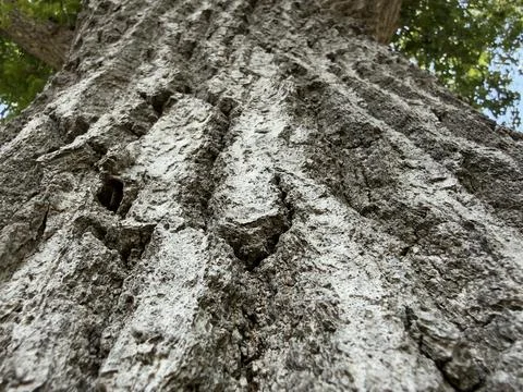 Massive Tree Trunk Low Angle View Detailed View Stock Photos