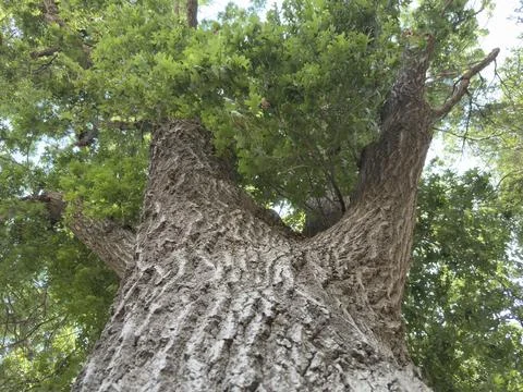 Massive Tree Trunk Low Angle View Natural Texture Foto stock