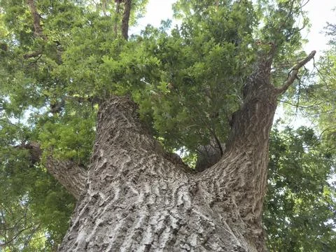 Massive Tree Trunk Low Angle View Macro Detail Stock Photos
