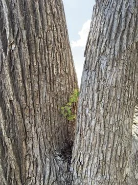 Massive Tree Trunk Low Angle View Full Frame Detail Stock Photos