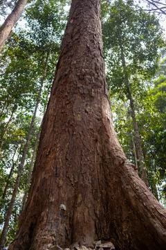 A massive tree trunk with reddish bark rises into a tropical forest canopy. Фото