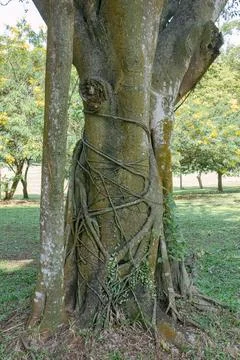 Massive Tree Trunk with Root Vines and Moss in Park. Stock Photos
