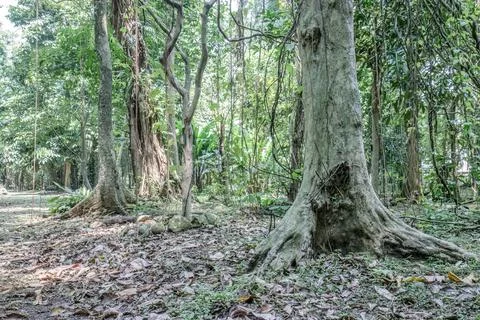 Massive Tree Trunk with Roots in a Tropical Forest Stock Photos