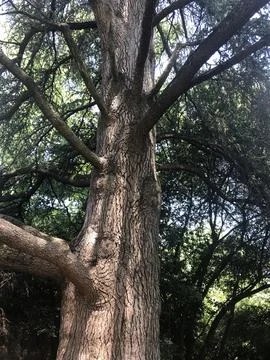 A massive tree trunk with thick spreading branches stands tall in a sunlit fores Stock Photos