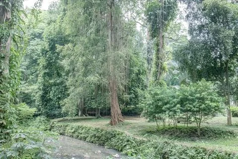 Massive Trees and Dense Foliage in a Tropical Rainforest Stock Photos