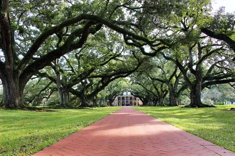 Massive Trees &amp; Brick Walkway Stock Photos