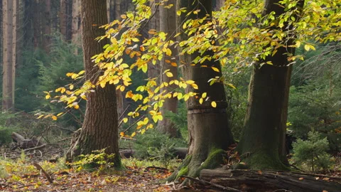 Massive trees with in the foreground a branch with colored beech tree leaves Stock Footage 269134035