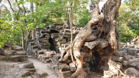  massive trees grow on the ruins of an ancient unknown structure Stock Footage 106493579