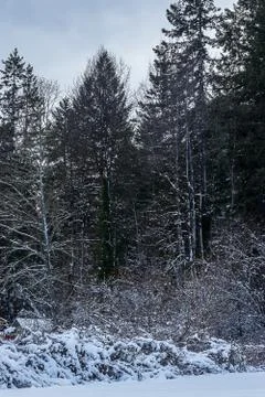 Massive trees in winter covered in white snow Foto stock