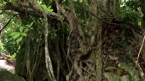 Massive Tropical Tree Roots Growing Over Forest Rocks Stock-Footage 340538296